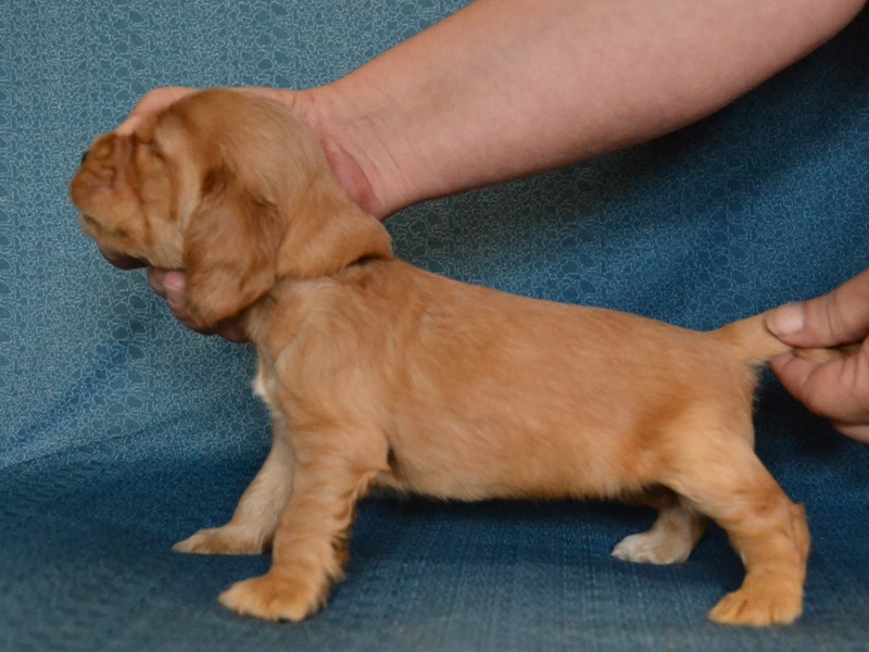 8 - růžová fenka.JPG